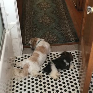 Meet your Posher, Rose ann